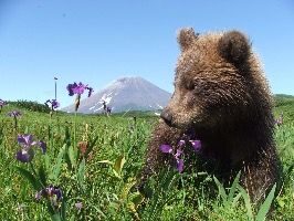 Excursion tour To volcanoes and geysers