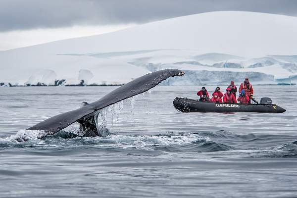 Наблюдение за китами в Антарктиде