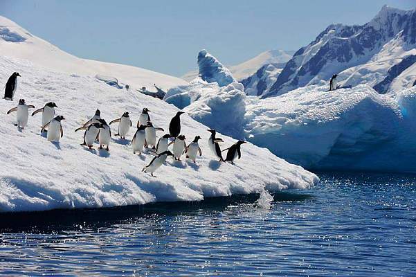 Наблюдение за императорскими пингвинами в Антарктиде