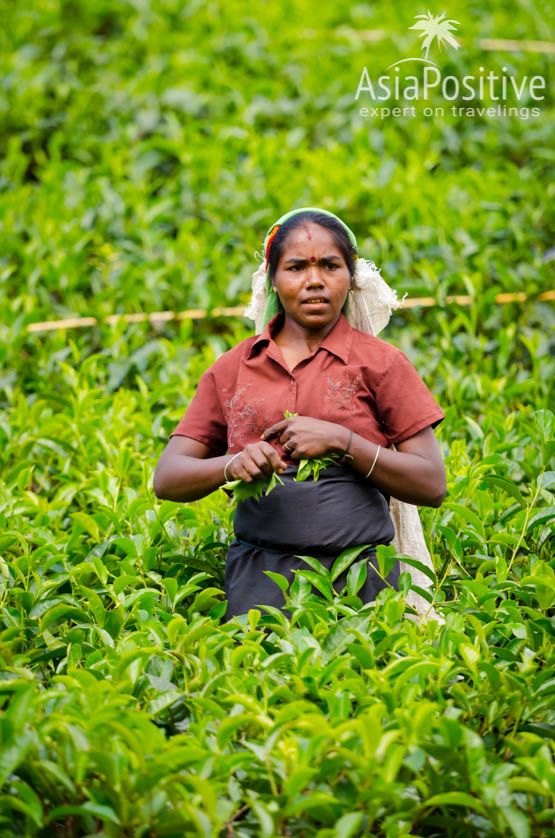 Сборщица чая (Нувара Элия, Шри-Ланка) 