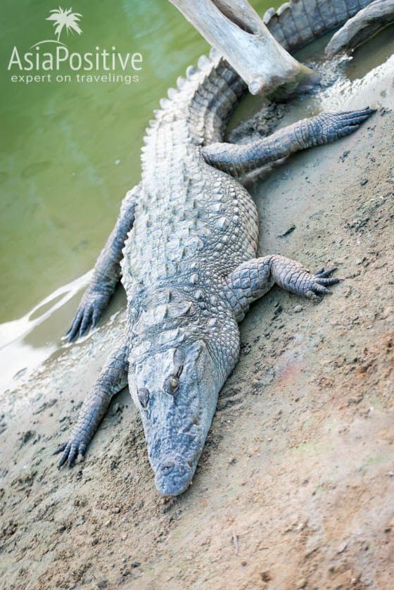 Крокодил в нац парке Яла 