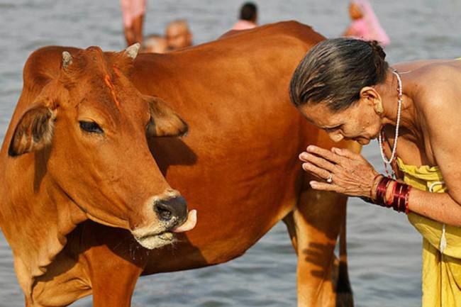 Корова олицетворяет изобилие, чистоту, святость и рассматривается как благословенное животное