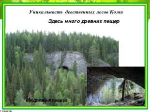 Уникальность девственных лесов Коми Здесь много древних пещер Медвежья пещера