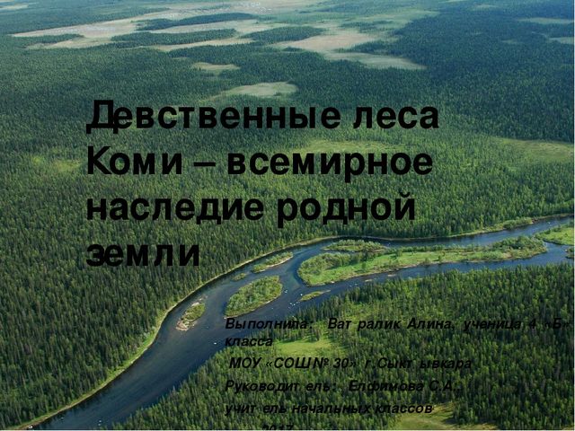 Девственные леса Коми – всемирное наследие родной земли Выполнила: Ватралик...