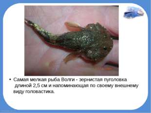 Самая мелкая рыба Волги - зернистая пуголовка  длиной 2,5 см и напоминающая п