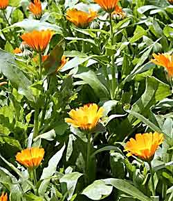 Calendula_officinalis