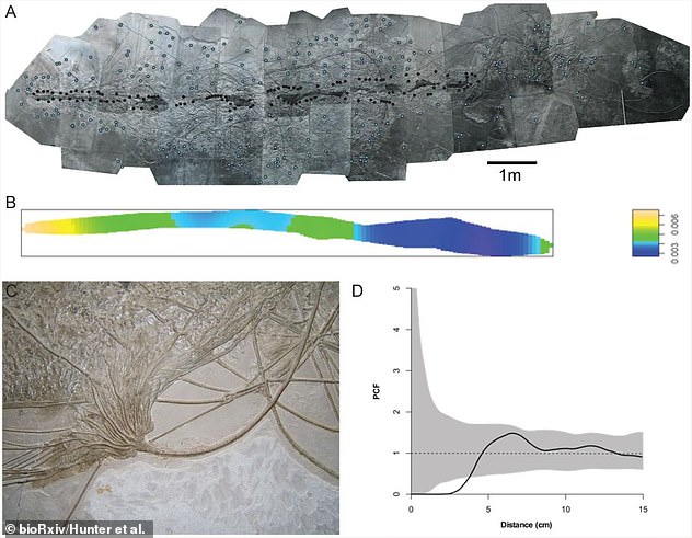 Using a giant fossil specimen (bottom left) from Germany, researchers mapped the spatial position of crinoids (bottom right)  in one of the largest and best-preserved Early Jurassic floating wood fossils (top)