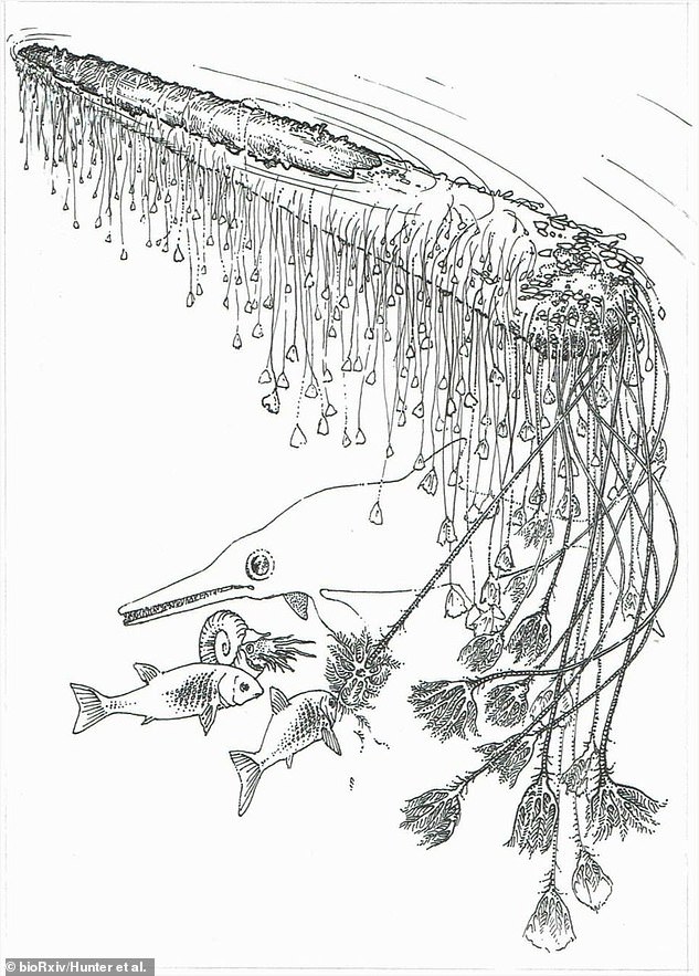 Reconstruction of the crinoid colony based on the a giant fossil specimen from Germany. It shows the crinoids on the right hand side of the long log that makes up the raft community