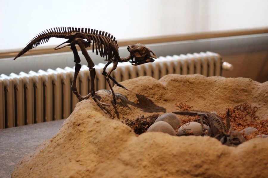 На стендах воссозданы различные сцены из жизни динозавров