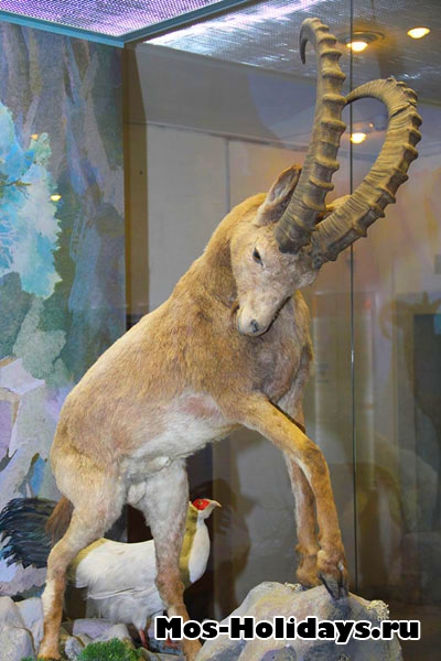 Горный козёл в Дарвиновском музее