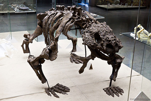 Динозавр на третьем этаже музея Дарвина