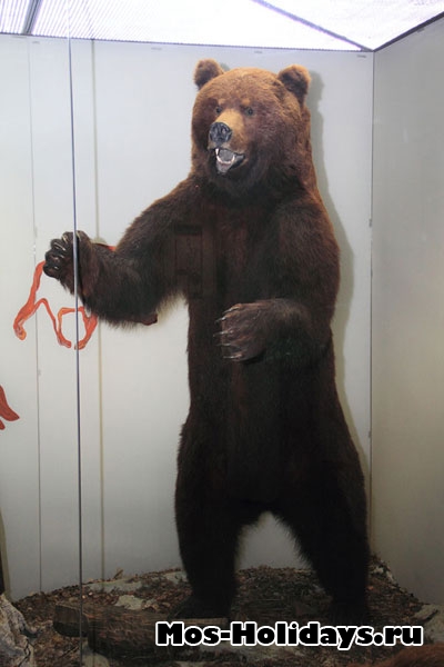 Бурый медведь в Дарвиновском музее