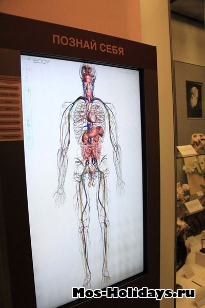 Интерактивная панель, которая показывает анатомию человека в Дарвиновском музее