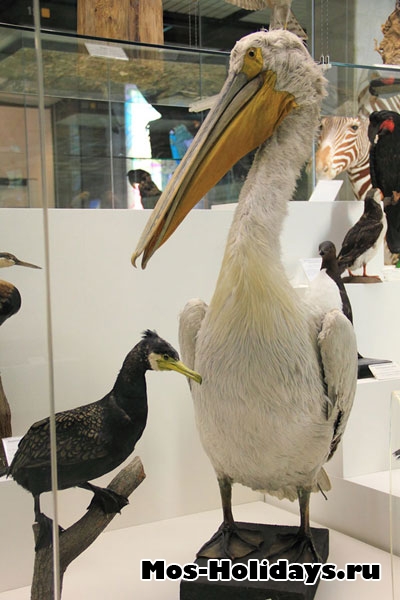 Пеликан на втором этаже музея Дарвина