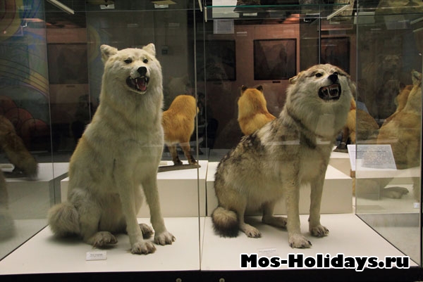 Волки на втором этаже музея Дарвина