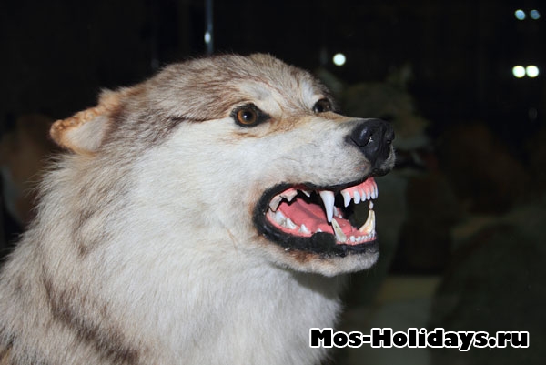 Волк на втором этаже музея Дарвина
