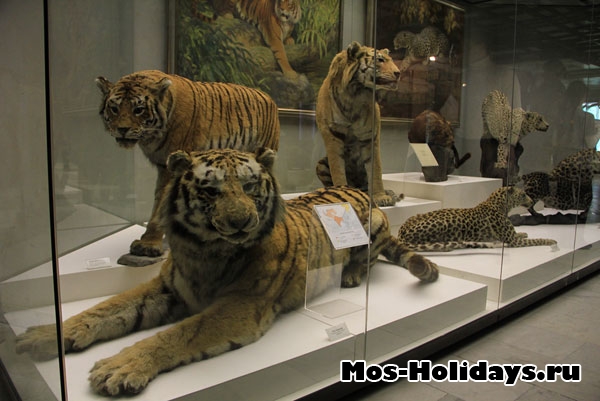 Тигры на втором этаже музея Дарвина
