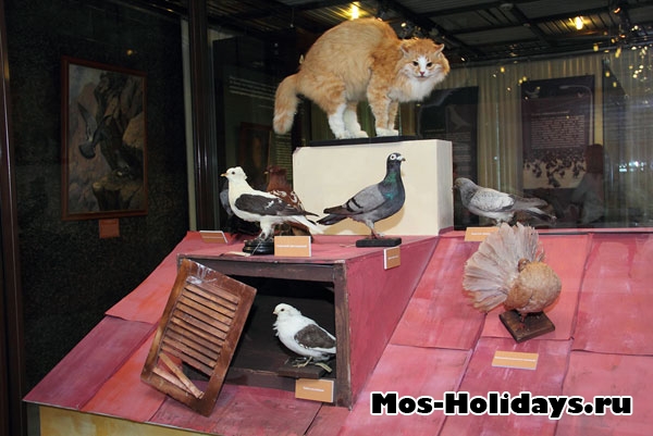 Выставка голубей в Дарвиновском музее