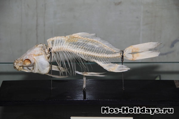 Скелет дельфина на третьем этаже музея Дарвина