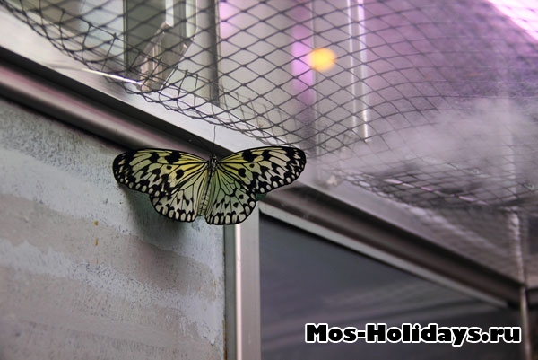 Бабочка в выставочном комплексе музея Дарвина