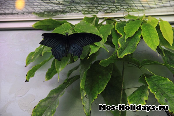 Бабочка в выставочном комплексе музея Дарвина