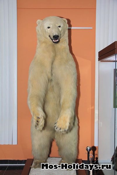 Большой белый медведь в выставочном комплексе музея Дарвина