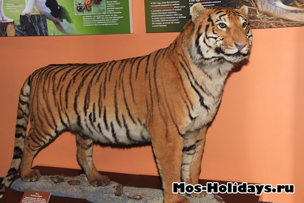 Тигр в выставочном комплексе музея Дарвина