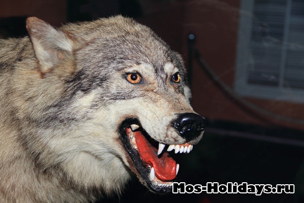 Волк в выставочном комплексе музея Дарвина