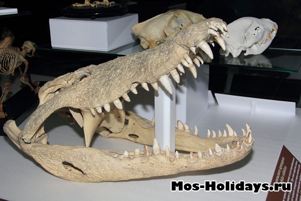 Челюсти крокодила в выставочном комплексе музея Дарвина
