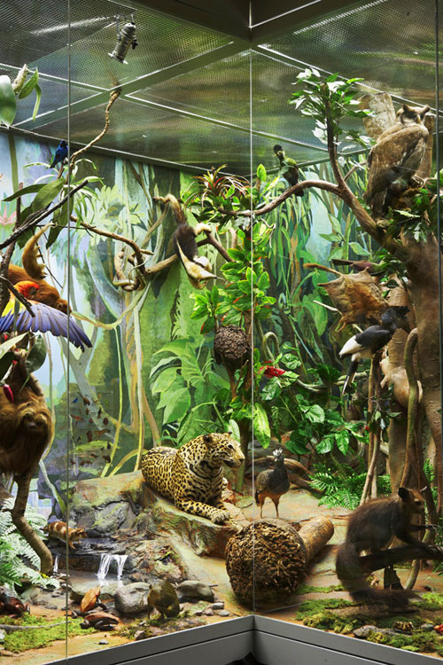 Жители тропиков в Дарвиновском музее