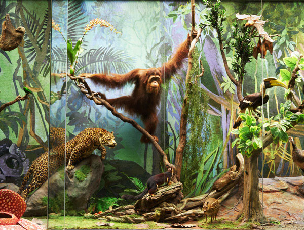 Жители тропиков в Дарвиновском музее