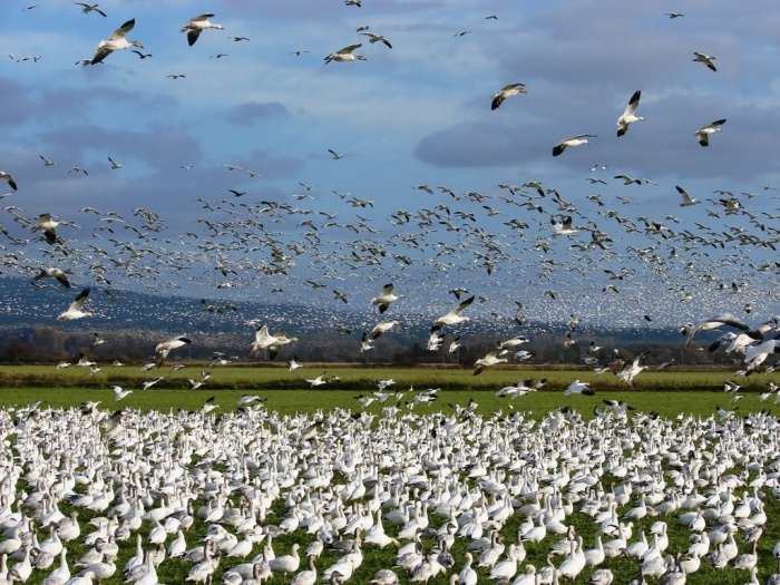 Колония белых гусей на острове Врангеля
