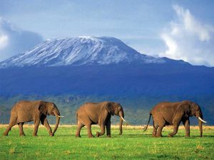 Интересные факты про Килиманджаро. 10-ть фактов о Килиманджаро