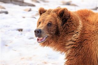 Grizzly Bear Smile