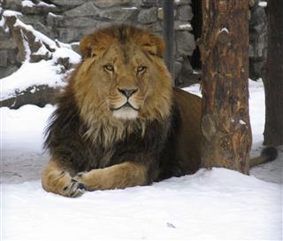 African Lion On The Snow
