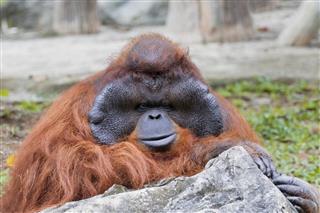 Big Male Orangutan Orange Monkey