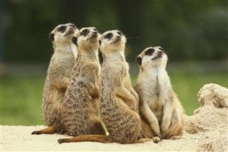Lovely team of meerkats