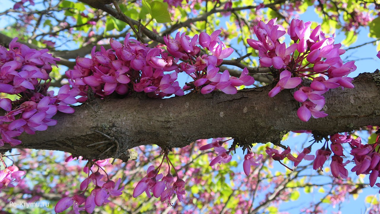 Цветущее иудино дерево в Севастополе