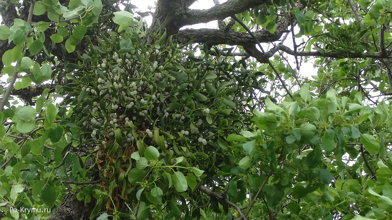 Растение-паразит омела на дереве в Крыму.