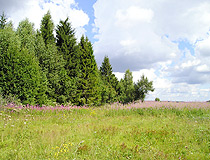 Summer in Yaroslavl oblast