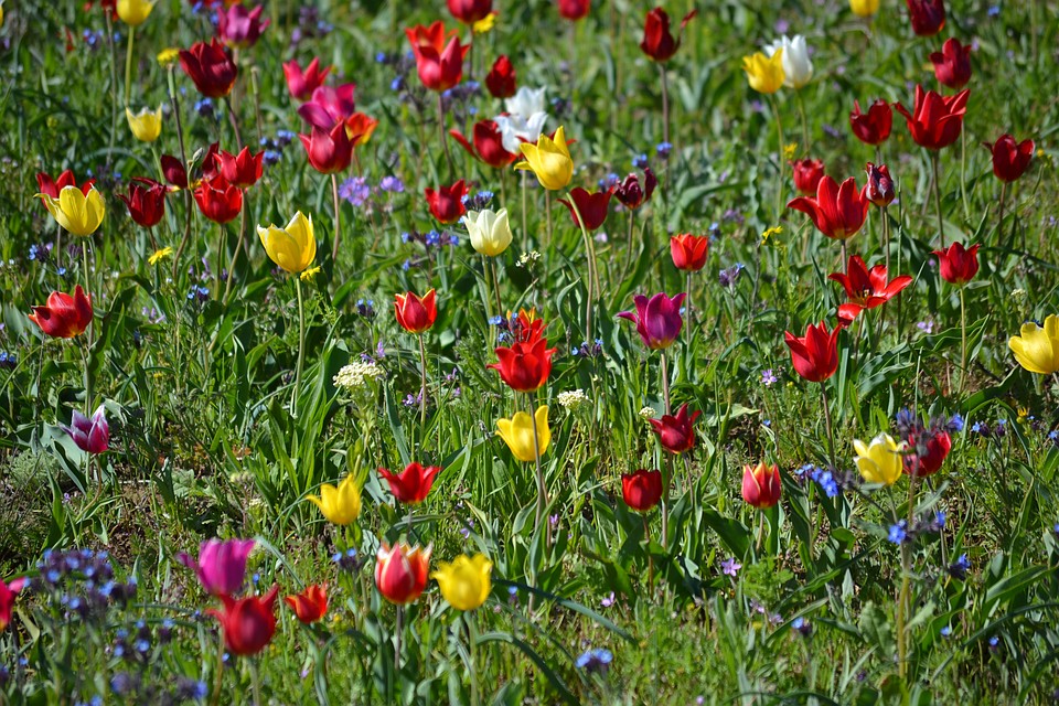 Тюльпанное поле, по большей части, находится за границами заповедника Фото: Юлия МИХАЙЛЕНКО