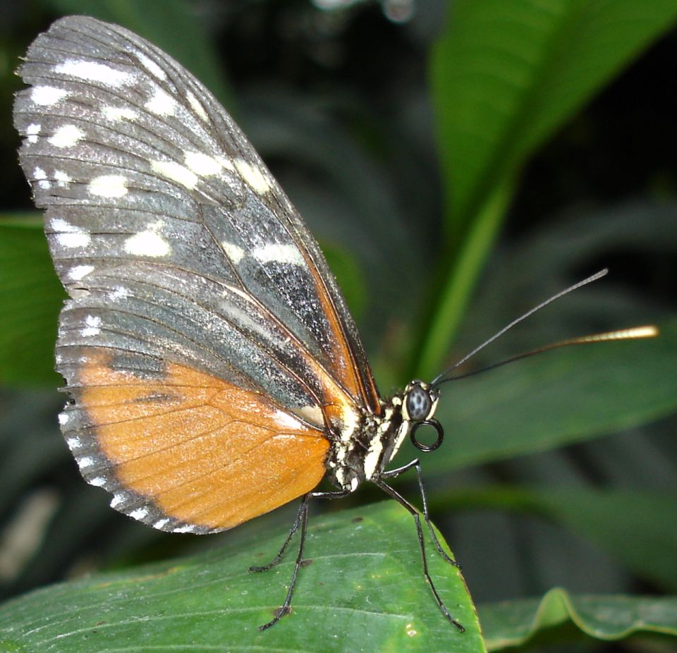 Ориентирование по крыльям бабочки