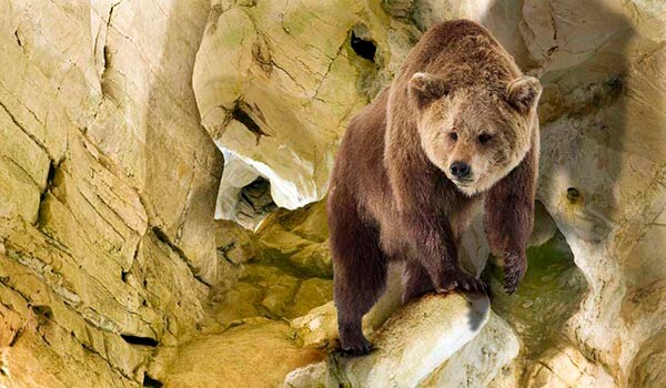 Фото: Пещерный медведь в Евразии