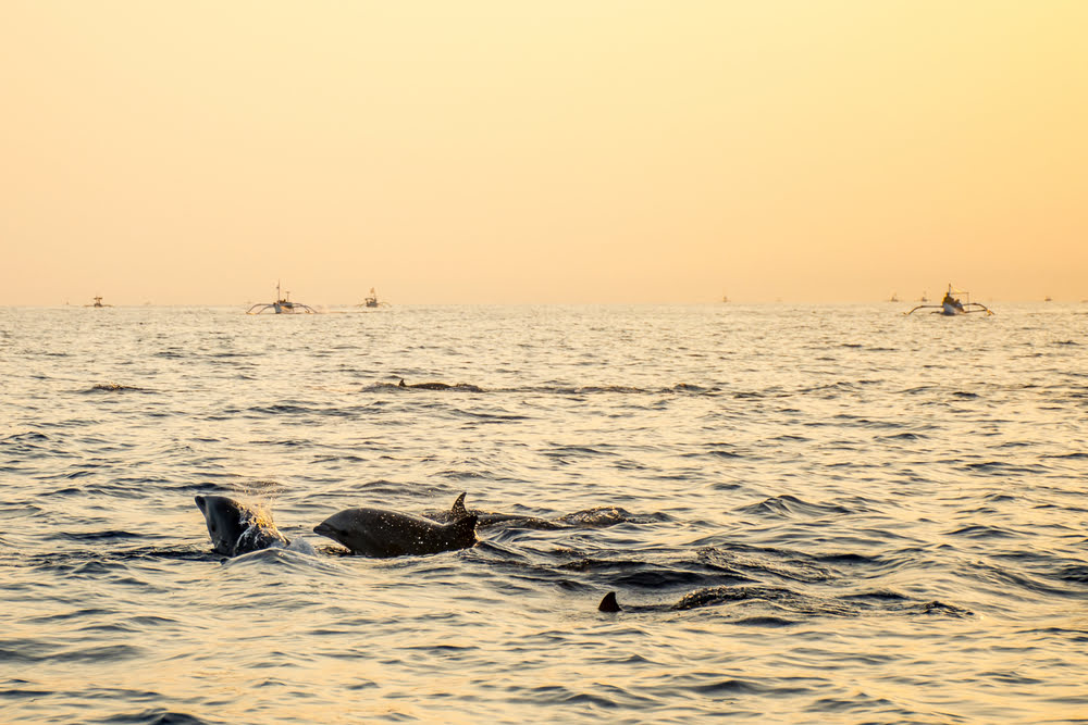 Dolphin boat Watching at Lovina Beach